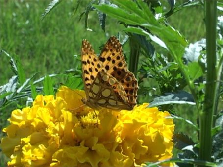 Am Niederrhein : Schmetterling, Familie Edelfalter, Kleiner Perlmutterfalter